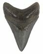 Serrated Megalodon Tooth - Georgia #54856-1